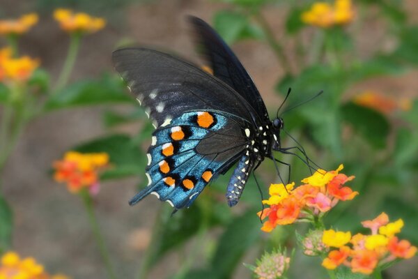 La farfalla multicolore raccoglie il polline sul fiore