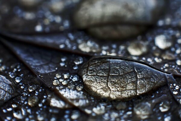 Wet surface of the fallen leaf