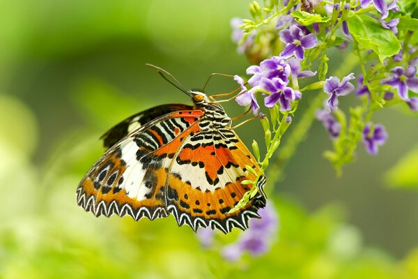 Forest butterfly collects nectar