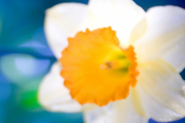 Primo piano del fiore di Narciso