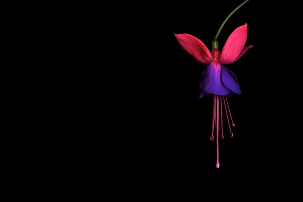 Beautiful flower on a black background