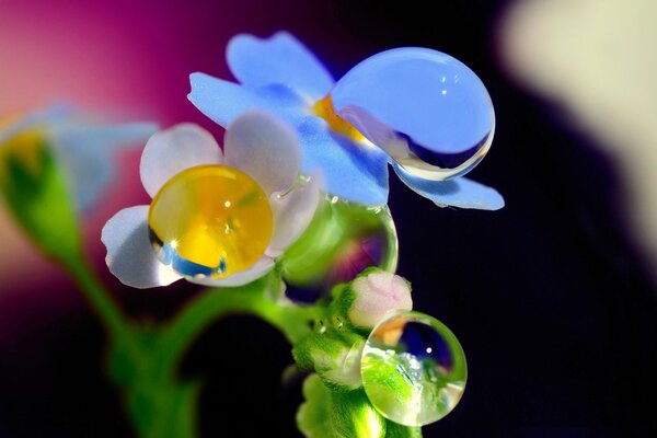Fotografia macro di un fiore di nontiscordardime con una goccia di rugiada