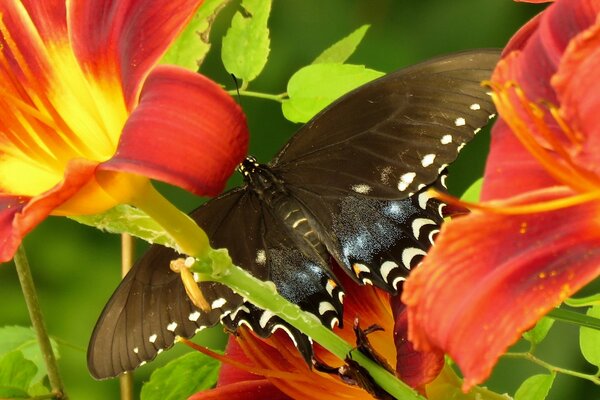 Macro image of a butterfly on a lily flower