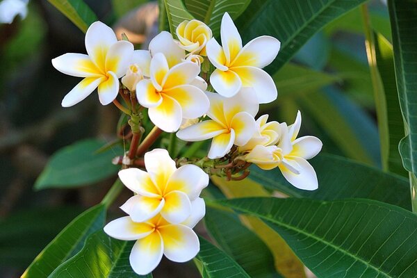 Floraison de poumeria sur fond vert