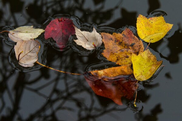 Liście w wodzie jesienią