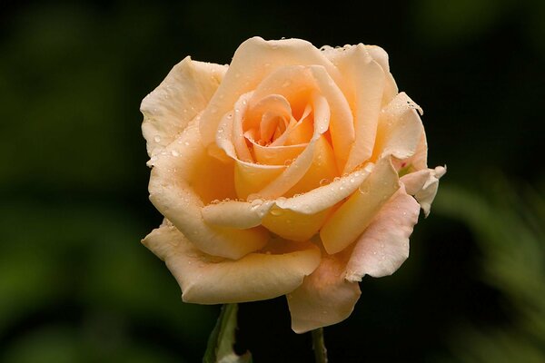 Delicada flor de rosa en rocío