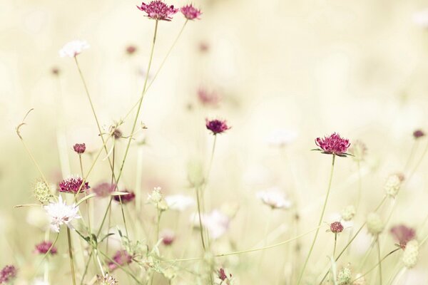 Aufnahmen von Wildblumen in Rot