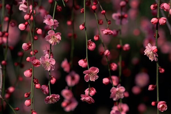 Fiori e boccioli rosa sui rami