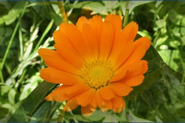 Fleur d orange dans l herbe verte