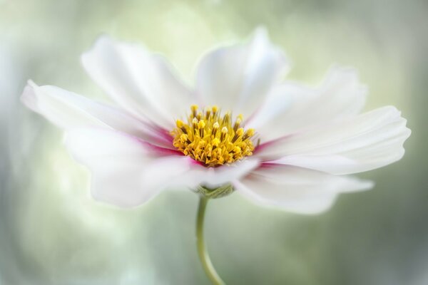 Hermosa flor blanca con centro amarillo