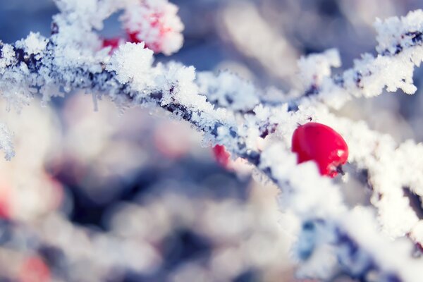 Red berry covered with frost crystals