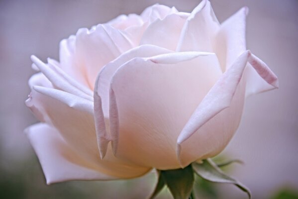 Rose petals for the bath