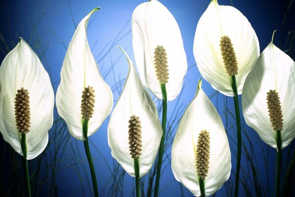 Spathiphyllum is white on a blue background