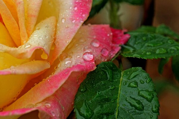 Pétalos de rosa en gotas de agua