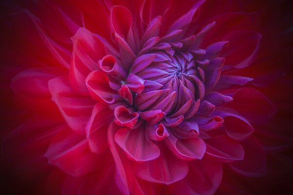 Flower petals red in bud