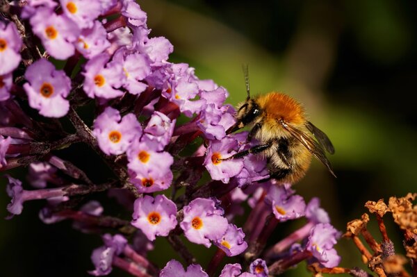 Eine Hummel trinkt Nektar aus einer Blume