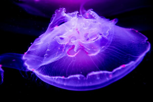 Imagen macro de una Medusa en un mundo submarino