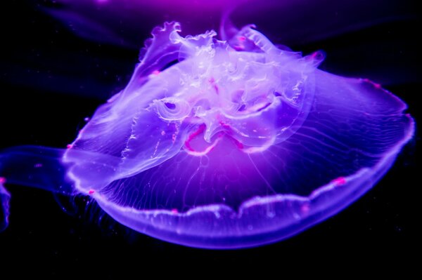 Image macro d une méduse dans le monde sous-marin