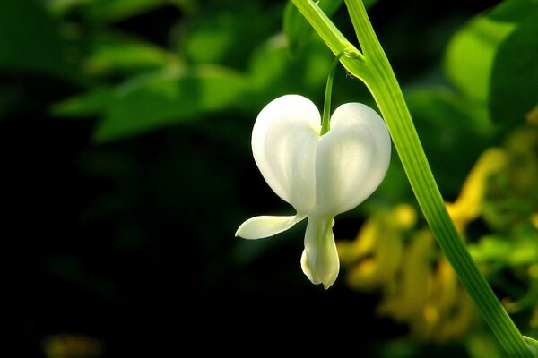 Flor blanca en una rama verde