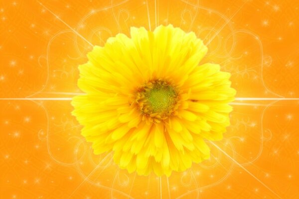 Yellow Flower desktop screensaver