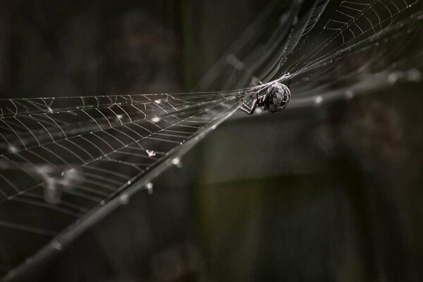 Araignée dans le silence de la nuit sur sa toile d araignée