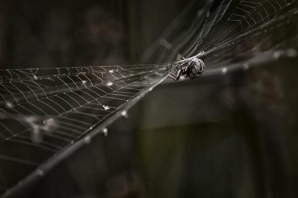 Ragno nel silenzio notturno sulla sua ragnatela