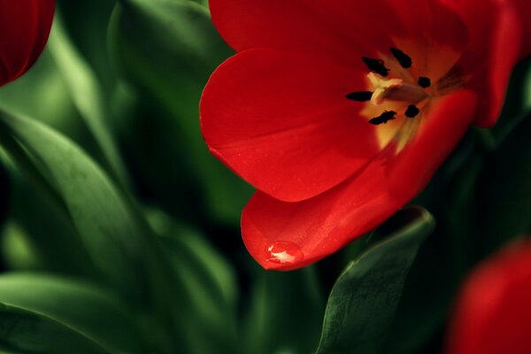 Kwitnący czerwony tulipan z zielonymi liśćmi