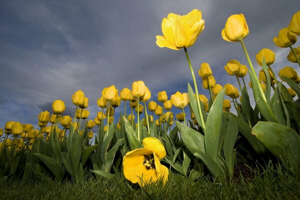 A field of yellow tulips against the sky