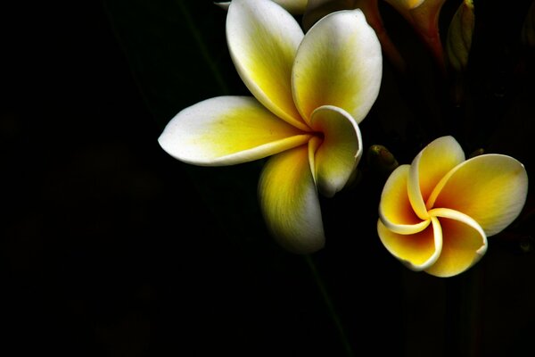 Light flowers on a black background