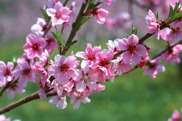 Ramo di albicocche in fiore. Fiori rosa