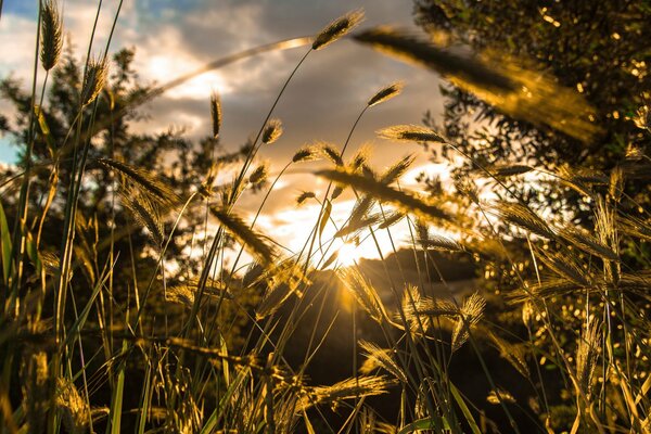 Колоски пшеницы в лучах солнечного света