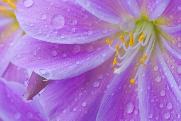 Tautropfen auf den Blütenblättern einer Blume