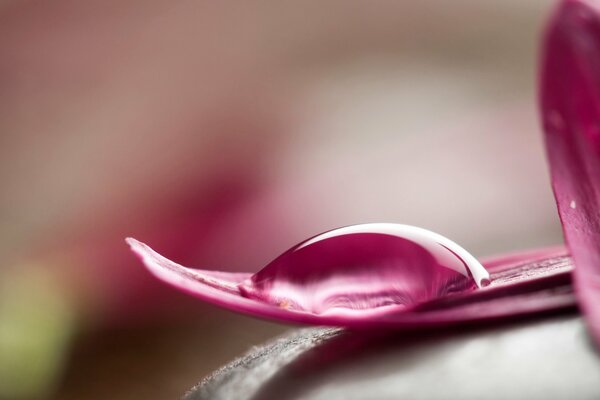 Fotografía macro de una gota de rocío en un pétalo de flor rosa