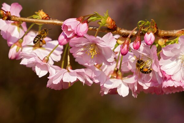 Ein Zweig einer blühenden Kirsche, auf dem die Bienen sitzen