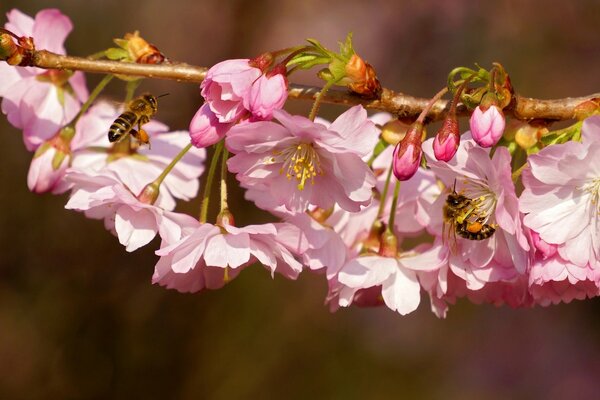 Ramo di fiori di ciliegio su cui siedono le api