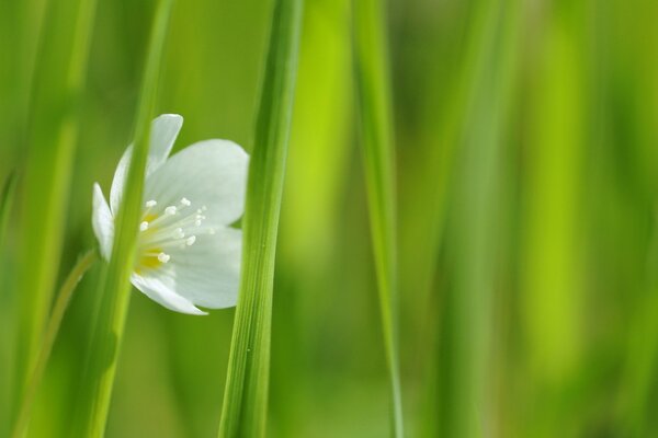 Photo de gros plan d une fleur blanche