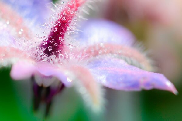 Fotografía macro de gotas de rocío en una flor lila