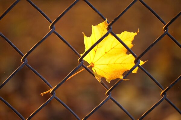 Autumn maple leaf in the fence