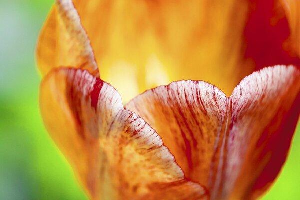 Bourgeon rouge. Macro. Fleur