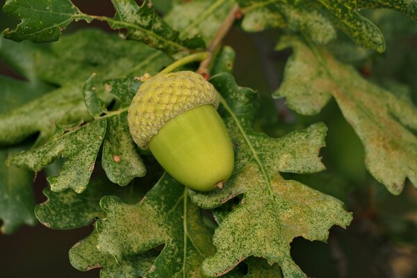 Green acorn in close shooting