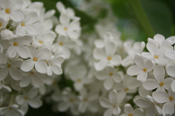 La lila blanca florece en verano