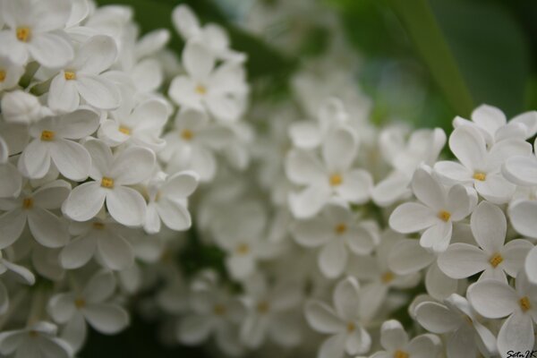 Белая сирень цветет летом