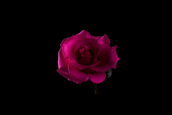 Pink rose on a black background