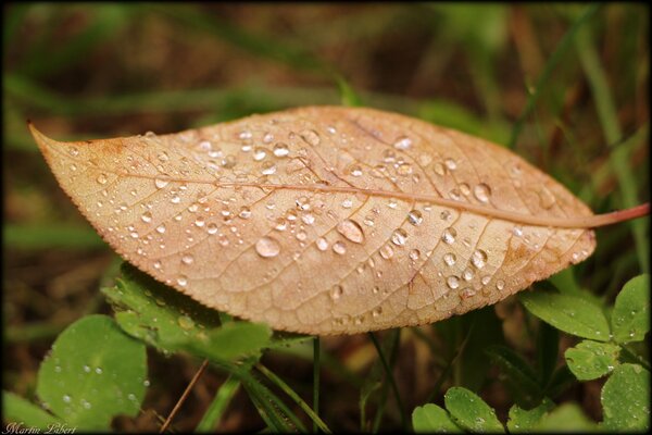 Morning dew. autumn