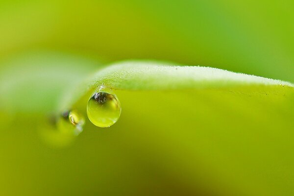 Una gota de rocío en una hoja en un disparo macro