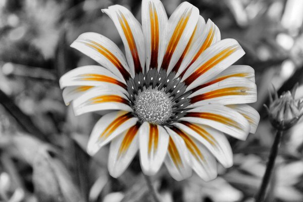 Flor con pétalos blancos anaranjados