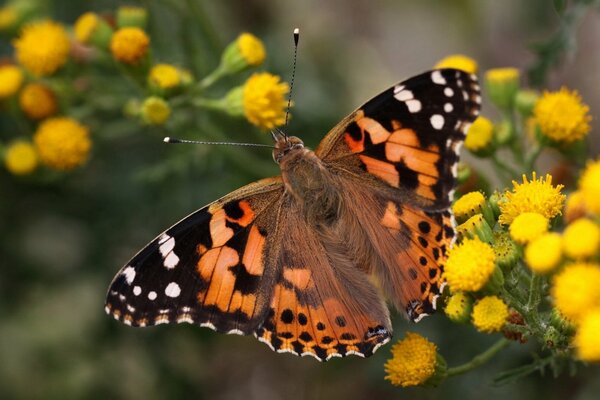 Colorful butterfly on yellow flowers