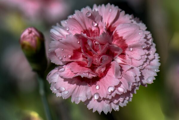 Oeillet rose avec des gouttes de rosée sur les pétales