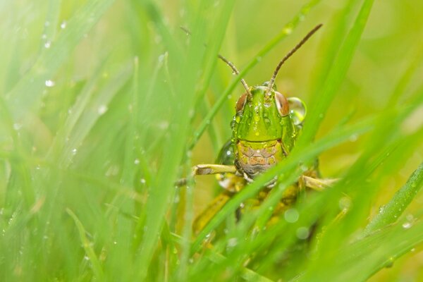 A grasshopper lurked among the green grass