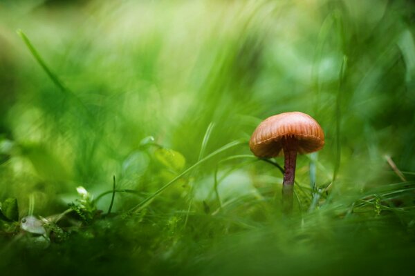 A lonely mushroom in the green grass